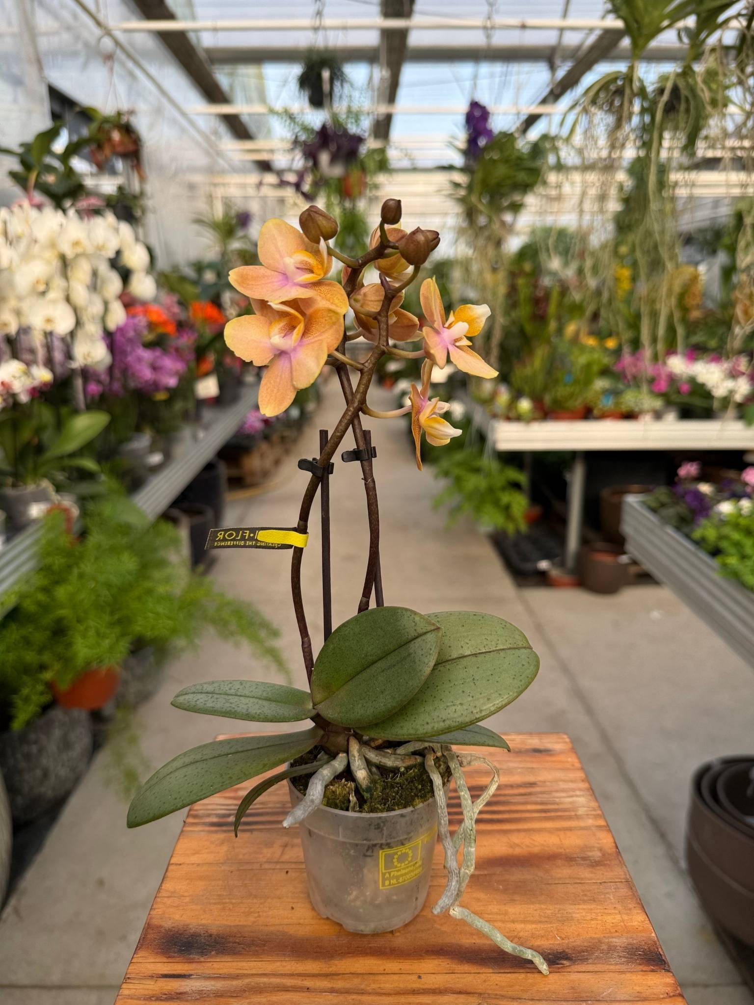 Storczyk Phalenopsis Orange Aromio Mineral