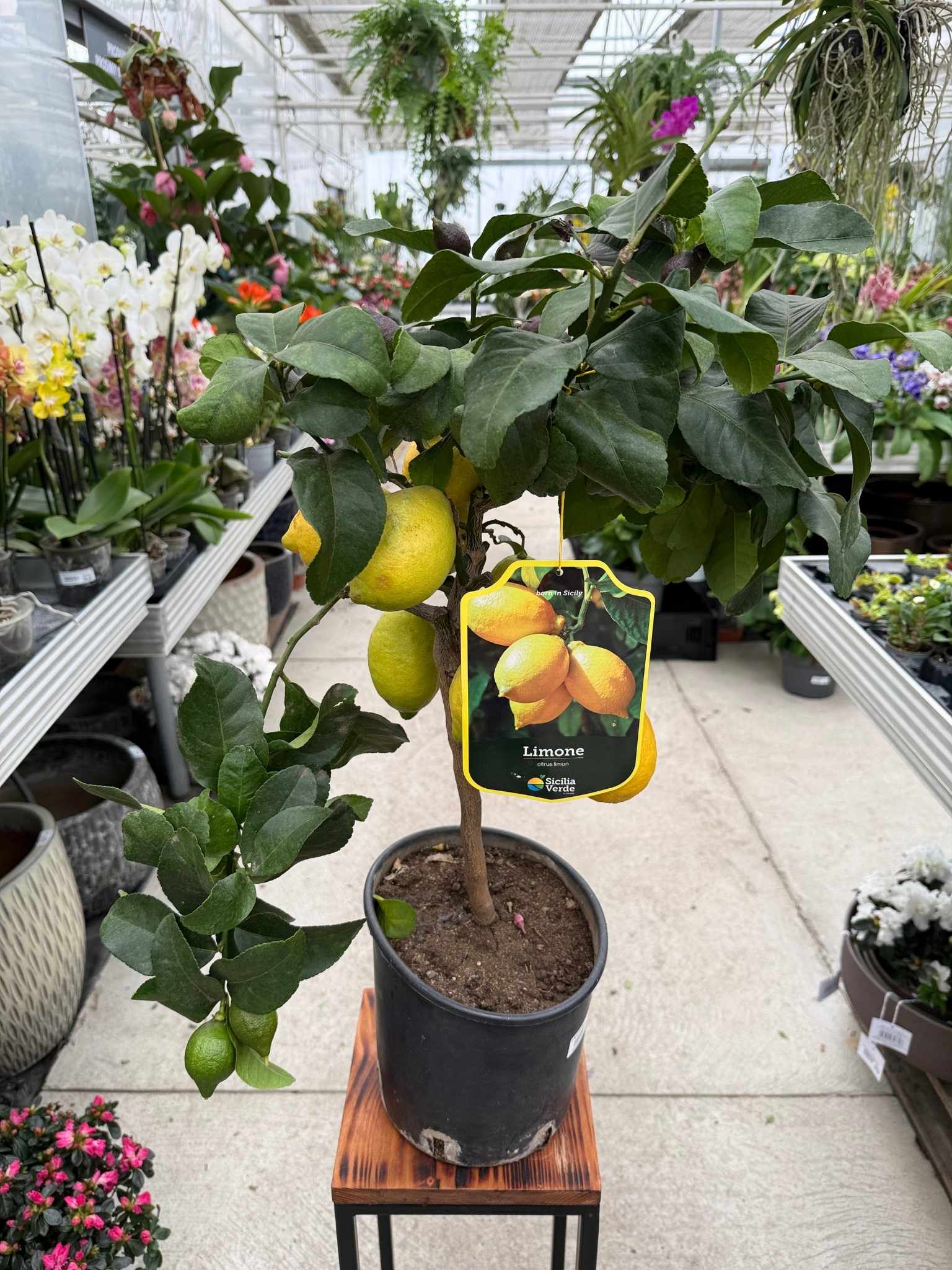 CYTRYNA - CITRUS LIMON